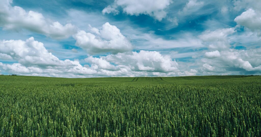 Expansive green wheat field under bright blue sky with clouds in rural Poland, capturing nature's serenity.